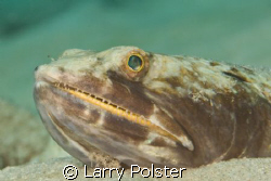 D300, 105VR, Bonaire by Larry Polster 